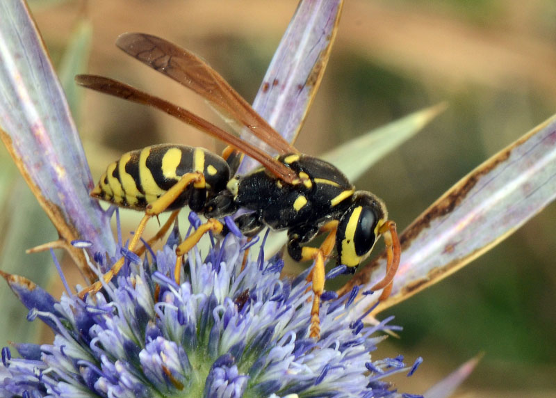 Polistes semenowi